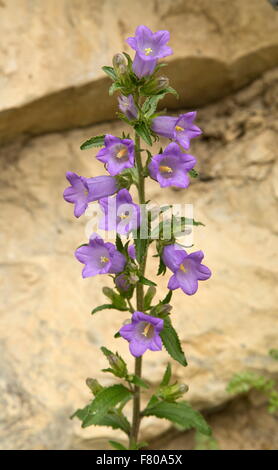 Wild Canterbury Bells, Campanula medium in the Vercors mountains. France. Stock Photo