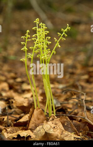 Group of Coral-root orchids,  Coralroot, Corallorhiza trifida in shady beech wood. Stock Photo