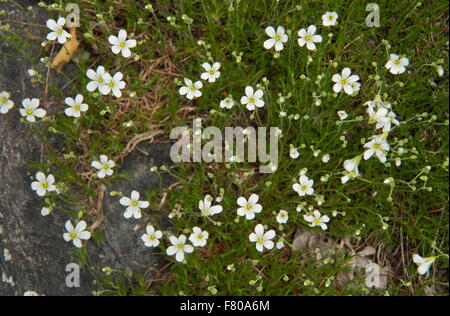 An alpine sandwort, Minuartia capillacea; at 1600m in the french alps. Stock Photo