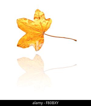 sweet gum leaf Stock Vector