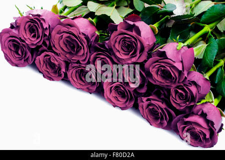 Bouquet of Purple Roses - Isolated on White Stock Photo
