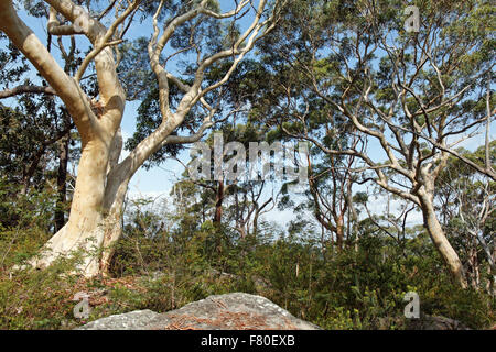 Gum trees I Sydney I Australia Stock Photo