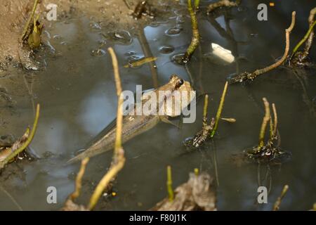 beautiful Mudskipper fish (Boleophthalmus boddarti) in Thai mangroove forest Stock Photo