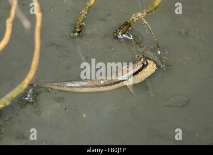 beautiful Mudskipper fish (Boleophthalmus boddarti) in Thai mangroove forest Stock Photo