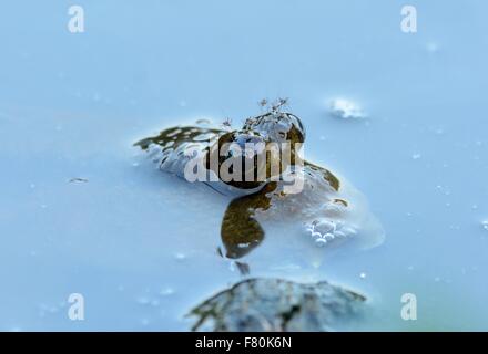 beautiful Mudskipper fish (Boleophthalmus boddarti) in Thai mangroove forest Stock Photo