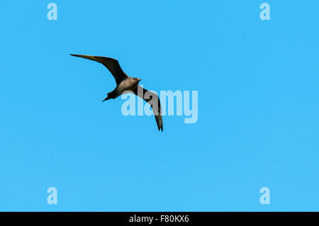 Arctic skua (Stercorarius parasiticus) adult in flight over the island of Handa, Sutherland, Scotland. August. Stock Photo