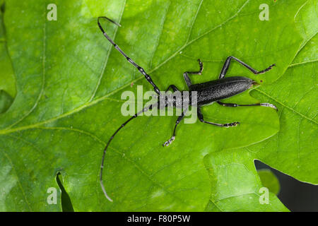 Capricorn beetle, Kleiner Eichenbock, Buchenbock, Kleiner Heldbock, Buchenspießbock, Buchen-Spießbock, Cerambyx scopolii Stock Photo