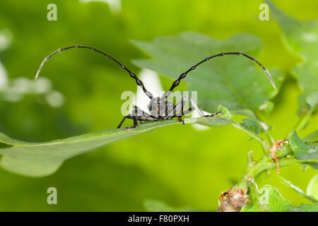 Capricorn beetle, Kleiner Eichenbock, Buchenbock, Kleiner Heldbock, Buchenspießbock, Buchen-Spießbock, Cerambyx scopolii Stock Photo