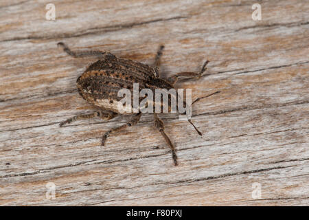 Clover leaf weevil, Sandy clover weevil, Klee-Kokonrüssler, Klee-Gespinstrüssler, Kokonrüßler, Donus zoilus, Hypera zoilus Stock Photo