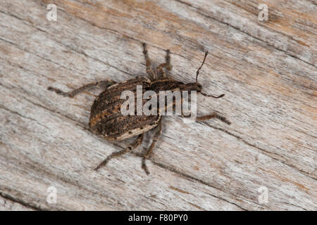 Clover leaf weevil, Sandy clover weevil, Klee-Kokonrüssler, Klee-Gespinstrüssler, Kokonrüßler, Donus zoilus, Hypera zoilus Stock Photo