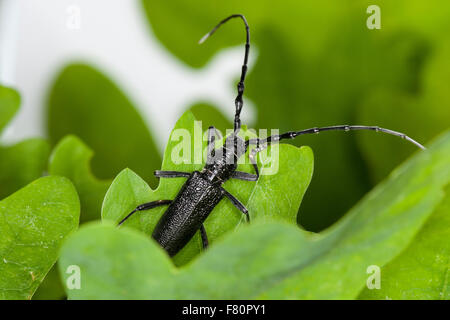 Capricorn beetle, Kleiner Eichenbock, Buchenbock, Kleiner Heldbock, Buchenspießbock, Buchen-Spießbock, Cerambyx scopolii Stock Photo