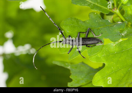 Capricorn beetle, Kleiner Eichenbock, Buchenbock, Kleiner Heldbock, Buchenspießbock, Buchen-Spießbock, Cerambyx scopolii Stock Photo