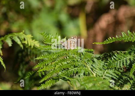 Speckled Wood butterfly on a fern in the Surrey countryside UK Stock Photo