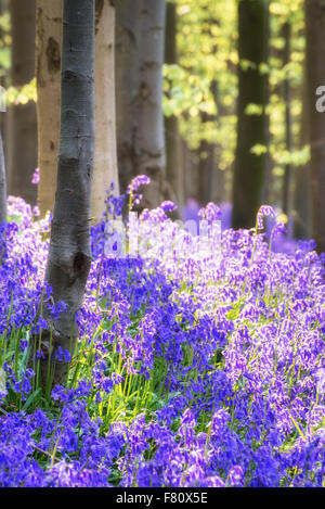 Beautiful landscape of Spring bluebells in forest Stock Photo