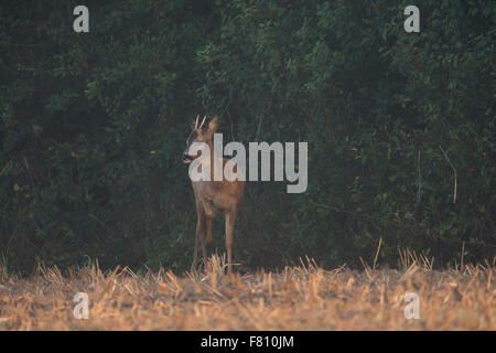 Young male Roe deer / Reh ( Capreolus capreolus ) on a stubble field, in front of a hedge, looks carefully around. Stock Photo