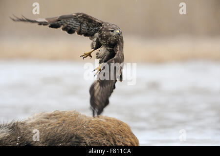 Common Buzzard / Buzzard / Mäusebussard ( Buteo buteo ) takes off from a carcass, where it was feeding before. Stock Photo