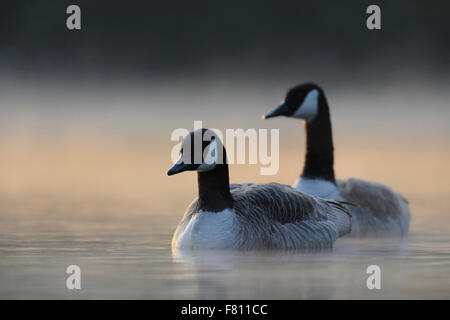 A pair of Canada Geese / Kandagans ( Branta canadensis ) swimming closer in early morning mist, while sun comes through. Stock Photo