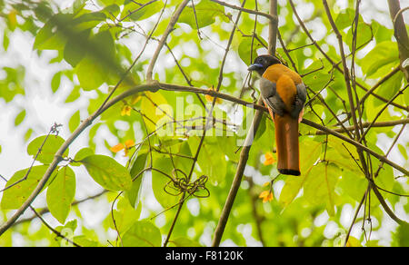 The Malabar trogon (Harpactes fasciatus) is a species of bird in the trogon family. It is found in the forests of Sri Lanka and Stock Photo