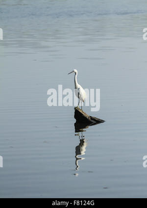 great egret sitting on a rock in blue water pond Stock Photo