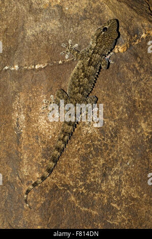 Moorish wall gecko / European common gecko / Salamanquesa (Tarentola mauritanica) climbing on wall, Western Mediterranean Stock Photo