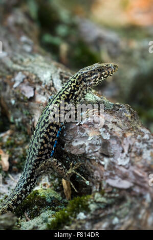 Common wall lizard / European wall lizard (Podarcis muralis) male on forest floor showing camouflage colours Stock Photo