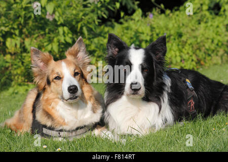 two border collies lieing in grass next to eachother Stock Photo