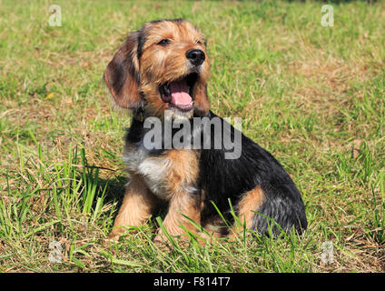 beagle terrier mixed-breed, female, 15 weeks old Stock Photo