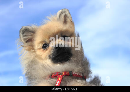 zwergspitz, male, 5 month old Stock Photo