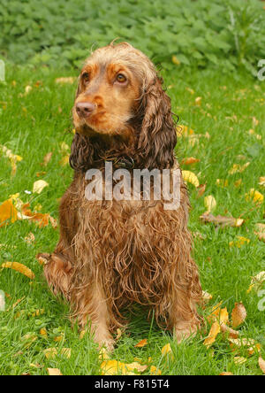 english cocker spaniel in autumnal leaves, female Stock Photo