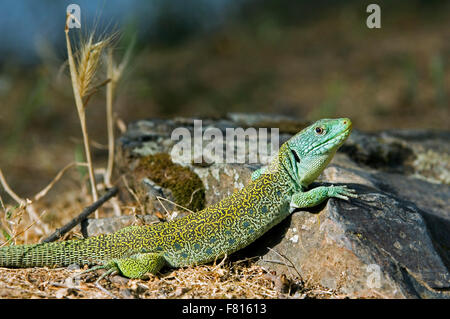 Ocellated lizard / eyed lizard / jeweled lacerta (Timon lepidus / Lacerta lepida) basking, Spain Stock Photo