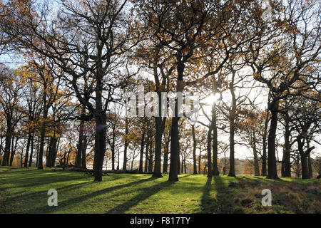 Richmond Park, London, UK. 4th December 2015. The sun shines through the branches of mature oak trees on a bright and breezy day in Richmond Park, with the beautiful colours of autumn. Credit:  Julia Gavin UK/Alamy Live News Stock Photo