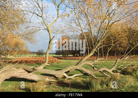 Richmond Park, London, UK. 4th December 2015. The beautiful colours of autumn on a bright and breezy day in Richmond Park. Credit:  Julia Gavin UK/Alamy Live News Stock Photo