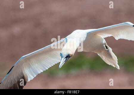 Northern Gannet flying over colony at the Bonaventure Island Stock Photo