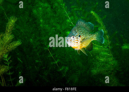 Pumpkinseed sunfish swimming underwater in the St. Lawrence River Stock Photo
