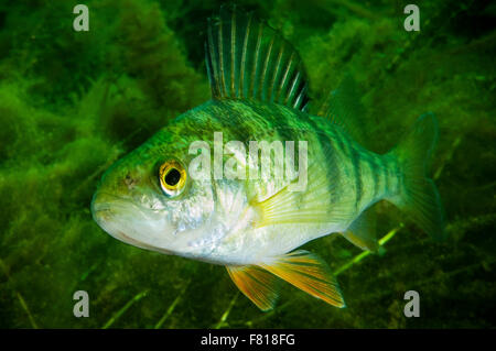 Yellow Perch swimming underwater in the St.Lawrence River Stock Photo