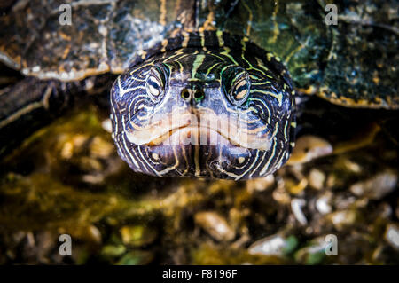 Northern Map Turtle underwater in the St.Lawrence River Stock Photo