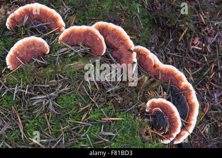 Ganoderma pfeifferi (Ganoderma pfeifferi), Emsland, Lower Saxony, Germany Stock Photo
