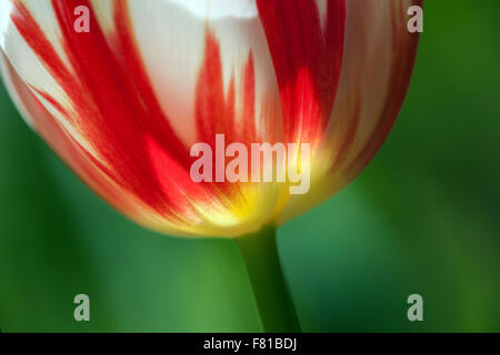 Red and white tulip (Tulipa sp.), Germany Stock Photo