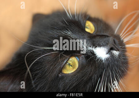 a picture of an angry black fuzzy cat with yellow