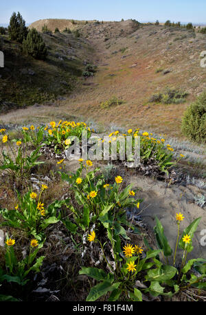 WASHINGTON - Balsamroot on the meadow covered sand dunes near the northern edge of the juniper forest area at the Juniper Dunes. Stock Photo