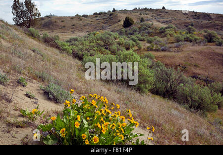 WASHINGTON - Balsamroot on the meadow covered sand dunes near the northern edge of the juniper forest area at the Juniper Dunes. Stock Photo