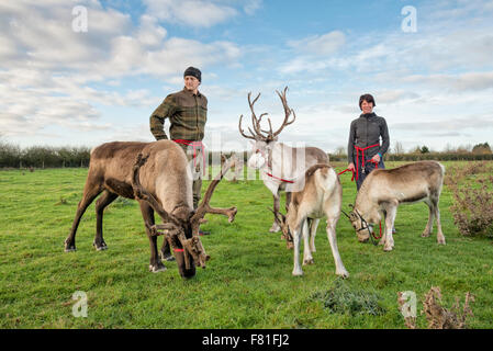 Barton, Cambridgeshire, UK.  4th December 2015, Alex Smith and Leonie Palmer exercise reindeer at Bird’s Farm, Barton Cambridgeshire UK. They are from the Cairngorm Herd in Scotland, Britain’s only free-ranging reindeer herd. They are one of five teams from the herd touring the UK appearing at Christmas events. They spend the rest of the year living wild in the Cairngorm mountains. The reindeer are called Moose, Kips, Parfa, Svalbard, Monty and Wolmond. Credit:  Julian Eales/Alamy Live News Stock Photo