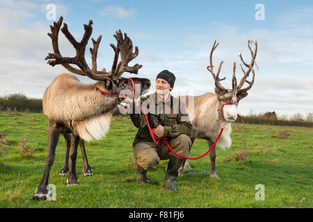 Barton, Cambridgeshire, UK.  4th December 2015, Alex Smith exercises reindeer at Bird’s Farm, Barton Cambridgeshire UK. They are from the Cairngorm Herd in Scotland, Britain’s only free-ranging reindeer herd. They are one of five teams from the herd touring the UK appearing at Christmas events. They spend the rest of the year living wild in the Cairngorm mountains. The reindeer are called Moose, Kips, Parfa, Svalbard, Monty and Wolmond. Credit:  Julian Eales/Alamy Live News Stock Photo