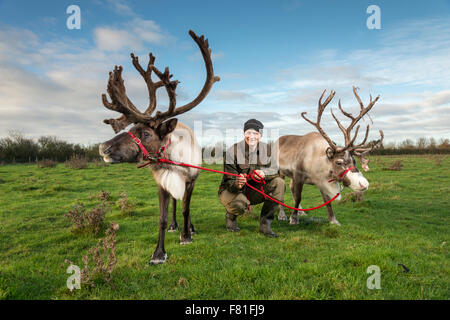 Barton, Cambridgeshire, UK.  4th December 2015, Alex Smith exercises reindeer at Bird’s Farm, Barton Cambridgeshire UK. They are from the Cairngorm Herd in Scotland, Britain’s only free-ranging reindeer herd. They are one of five teams from the herd touring the UK appearing at Christmas events. They spend the rest of the year living wild in the Cairngorm mountains. The reindeer are called Moose, Kips, Parfa, Svalbard, Monty and Wolmond. Credit:  Julian Eales/Alamy Live News Stock Photo