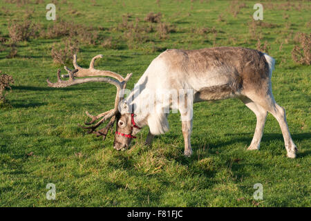 Barton, Cambridgeshire, UK.  4th December 2015, A reindeer grazes at Bird’s Farm, Barton Cambridgeshire UK. They are from the Cairngorm Herd in Scotland, Britain’s only free-ranging reindeer herd. They are one of five teams from the herd touring the UK appearing at Christmas events. They spend the rest of the year living wild in the Cairngorm mountains. The reindeer are called Moose, Kips, Parfa, Svalbard, Monty and Wolmond. Credit:  Julian Eales/Alamy Live News Stock Photo