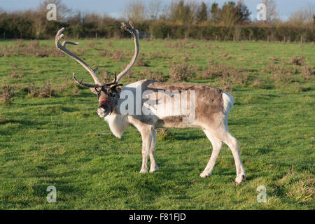 Barton, Cambridgeshire, UK.  4th December 2015, A reindeer grazes at Bird’s Farm, Barton Cambridgeshire UK. They are from the Cairngorm Herd in Scotland, Britain’s only free-ranging reindeer herd. They are one of five teams from the herd touring the UK appearing at Christmas events. They spend the rest of the year living wild in the Cairngorm mountains. The reindeer are called Moose, Kips, Parfa, Svalbard, Monty and Wolmond. Credit:  Julian Eales/Alamy Live News Stock Photo