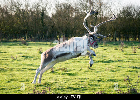 4th December 2015, A reindeer jumps whilst exercising at Bird’s Farm, Barton Cambridgeshire UK. They are from the Cairngorm Herd in Scotland, Britain’s only free-ranging reindeer herd. They are one of five teams from the herd touring the UK appearing at Christmas events. They spend the rest of the year living wild in the Cairngorm mountains. The reindeer are called Moose, Kips, Parfa, Svalbard, Monty and Wolmond. Credit:  Julian Eales/Alamy Live News Stock Photo