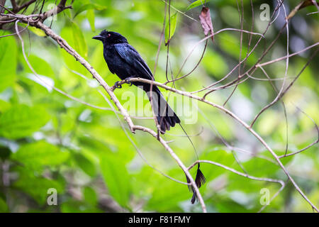 Greater Racket-tailed Drongo (Dicrurus paradiseus) beautiful bird perching on branch. Stock Photo