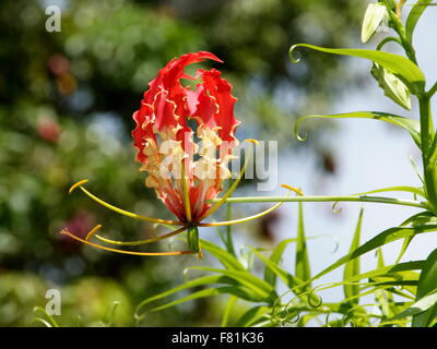 Red flower on a green background. Flame lily, fire lily, gloriosa lily, glory lily, superb lily, climbing lily, creeping lily Stock Photo