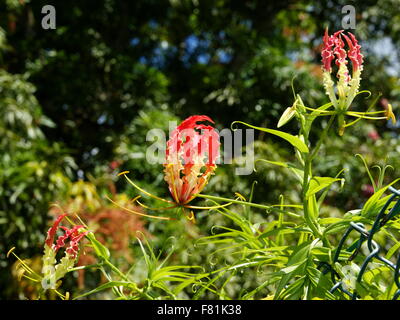 Beautiful flowers gloriosa. Flame lily, fire lily, gloriosa lily, glory lily, superb lily, climbing lily, creeping lily Stock Photo